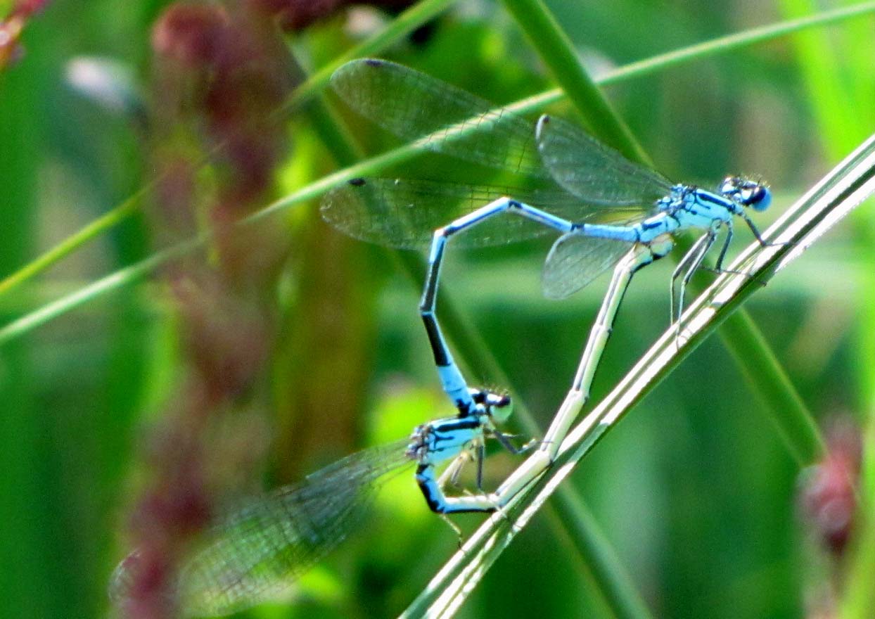 Doppio accoppiamento di Coenagrionidae
